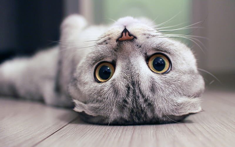 Healthy Scottish Fold Kitten Scottish Fold Kitten available in Coimbatore - Bhopal Pets Online - Scottish Fold Kitten