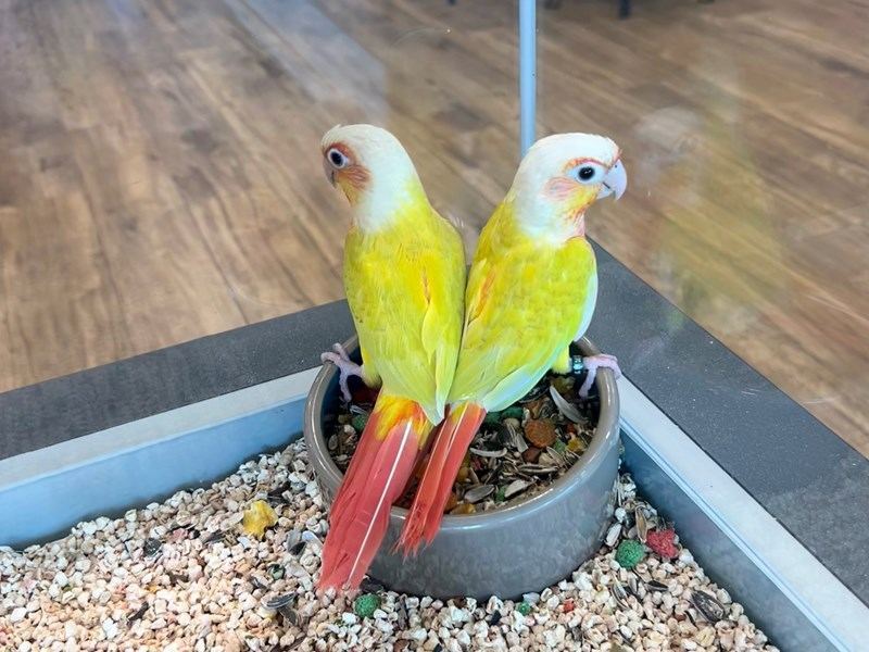 Sun Cheek Conure