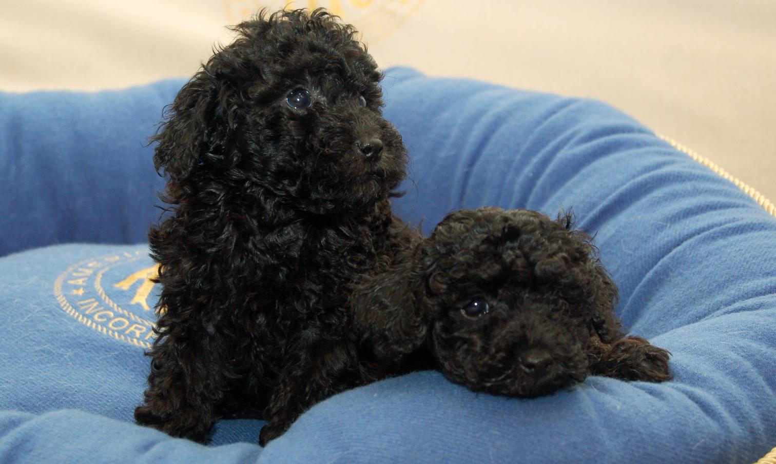 Toy Poodle Puppy | Black Color available in Mumbai Suburban