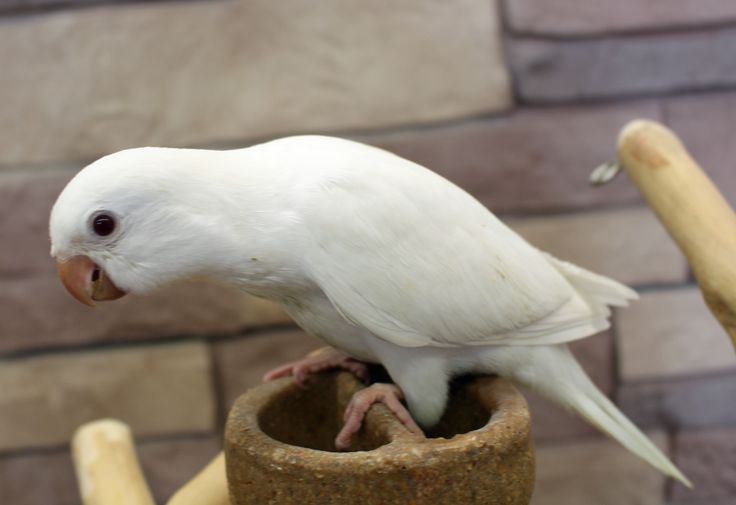 Albino Monk | Nearby Pets India