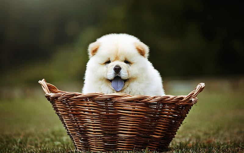 Chow Chow Puppy | Cream Color available in Panch Mahals