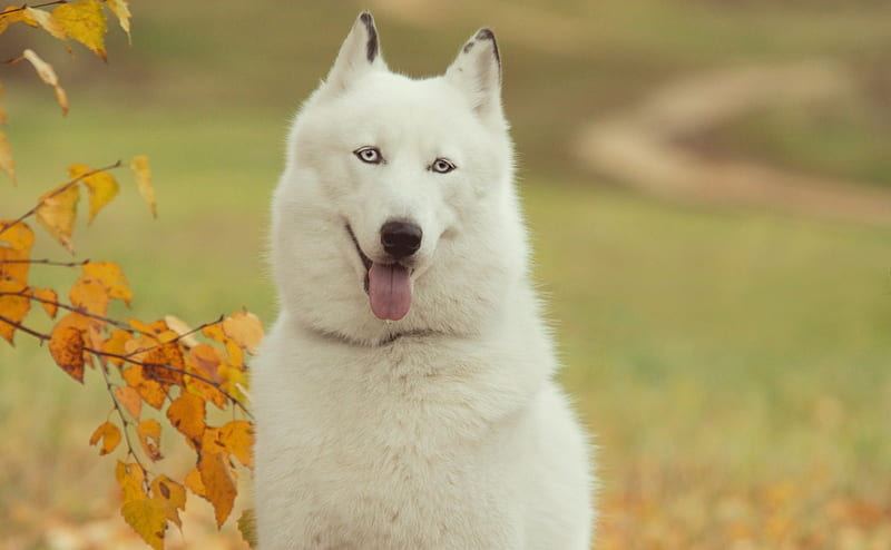 Healthy Siberian Husky Puppy | White Color Siberian Husky Puppy | White Color available in Mohali - Bhopal Pets Online - Siberian Husky Puppy | White Color