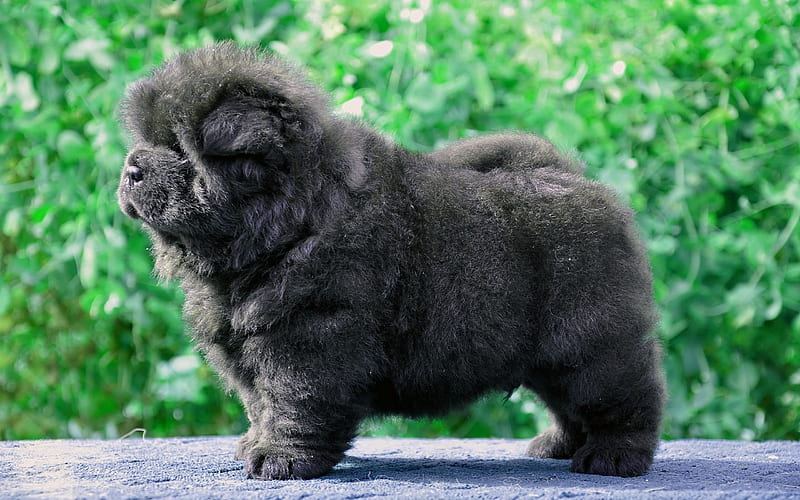 Chow Chow Puppy | Black Color available in Panch Mahals
