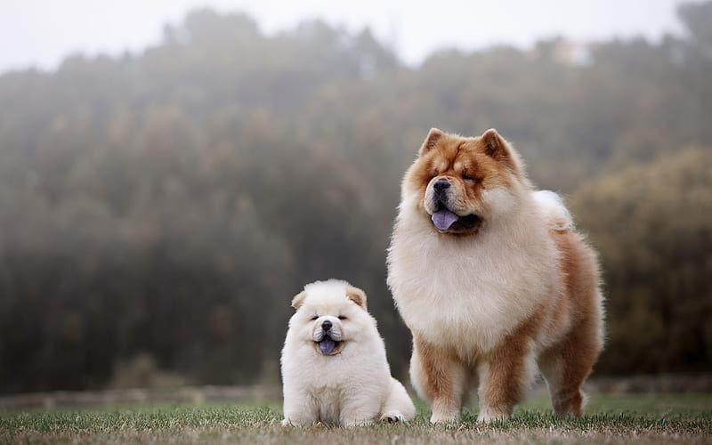 Chow Chow Puppy | White Color available in Panch Mahals