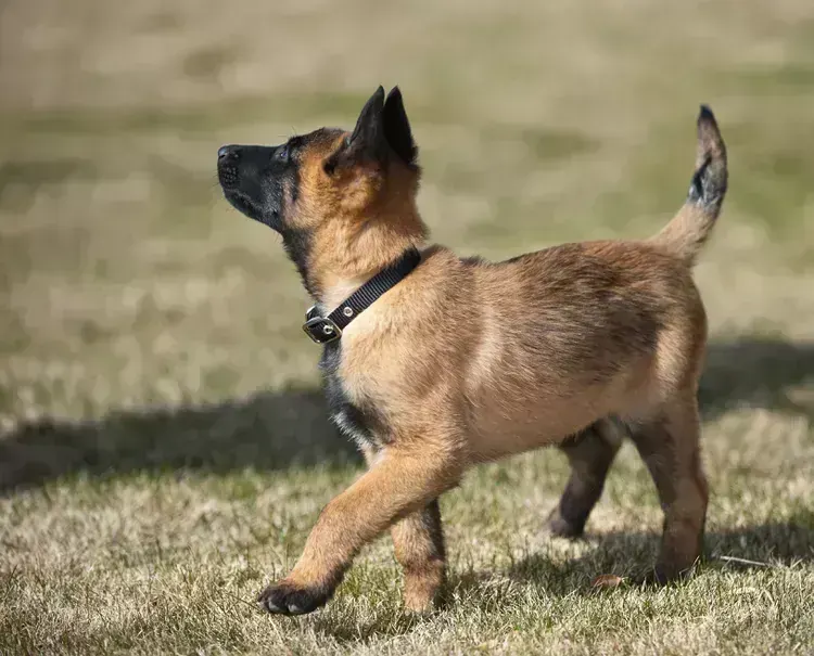 Belgian Malinois Puppy
