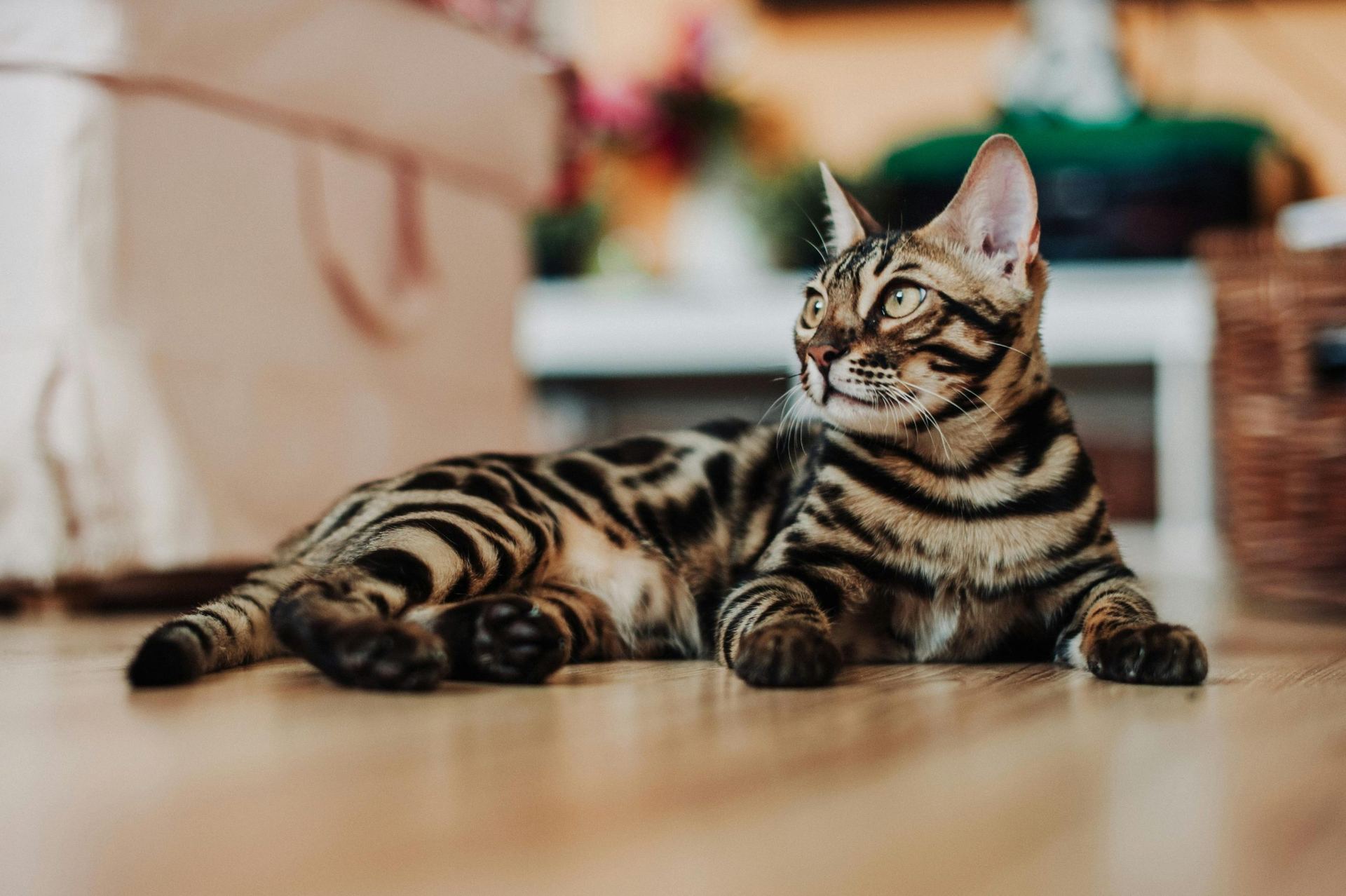 Bengal Kitten