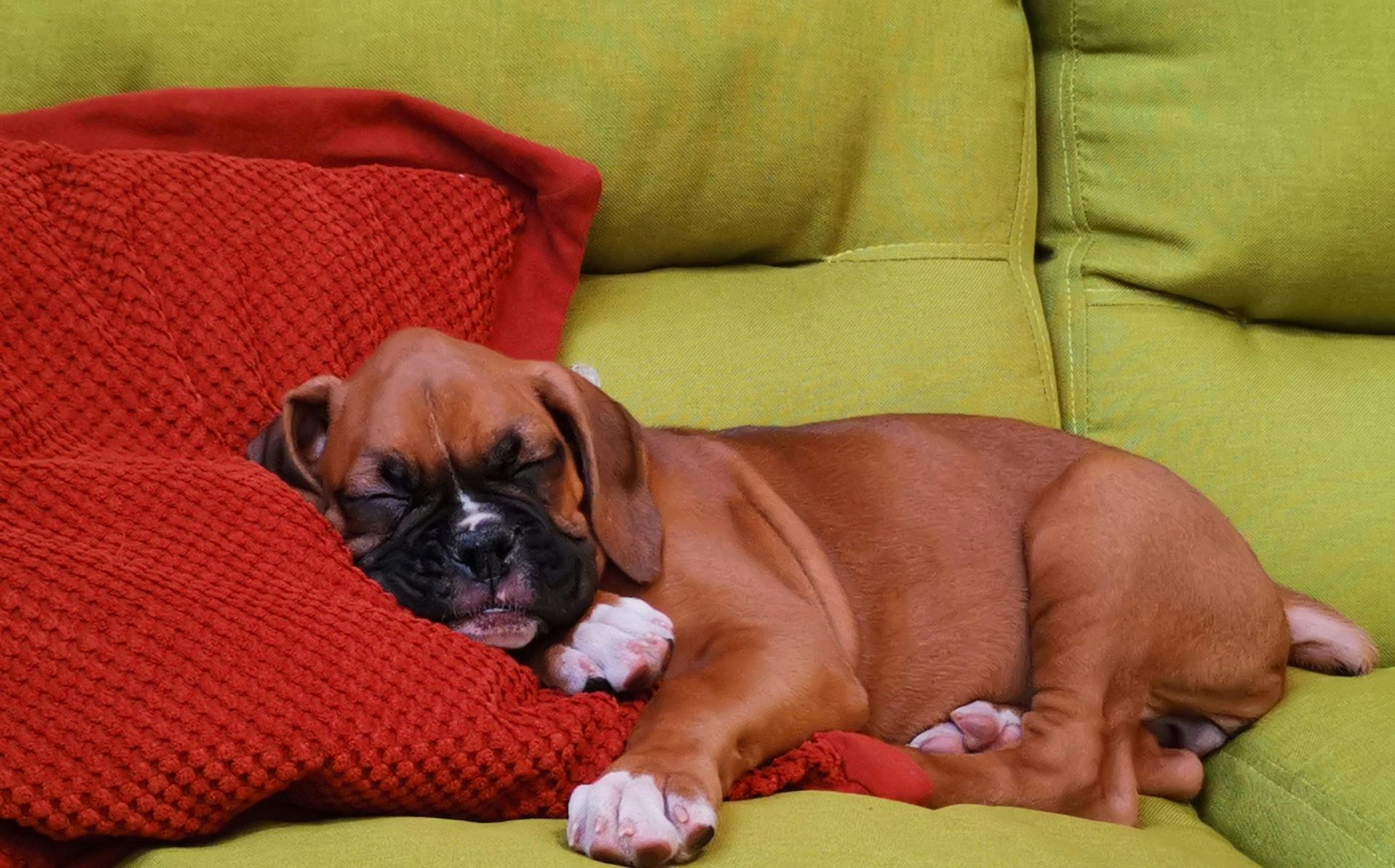 Boxer Puppy