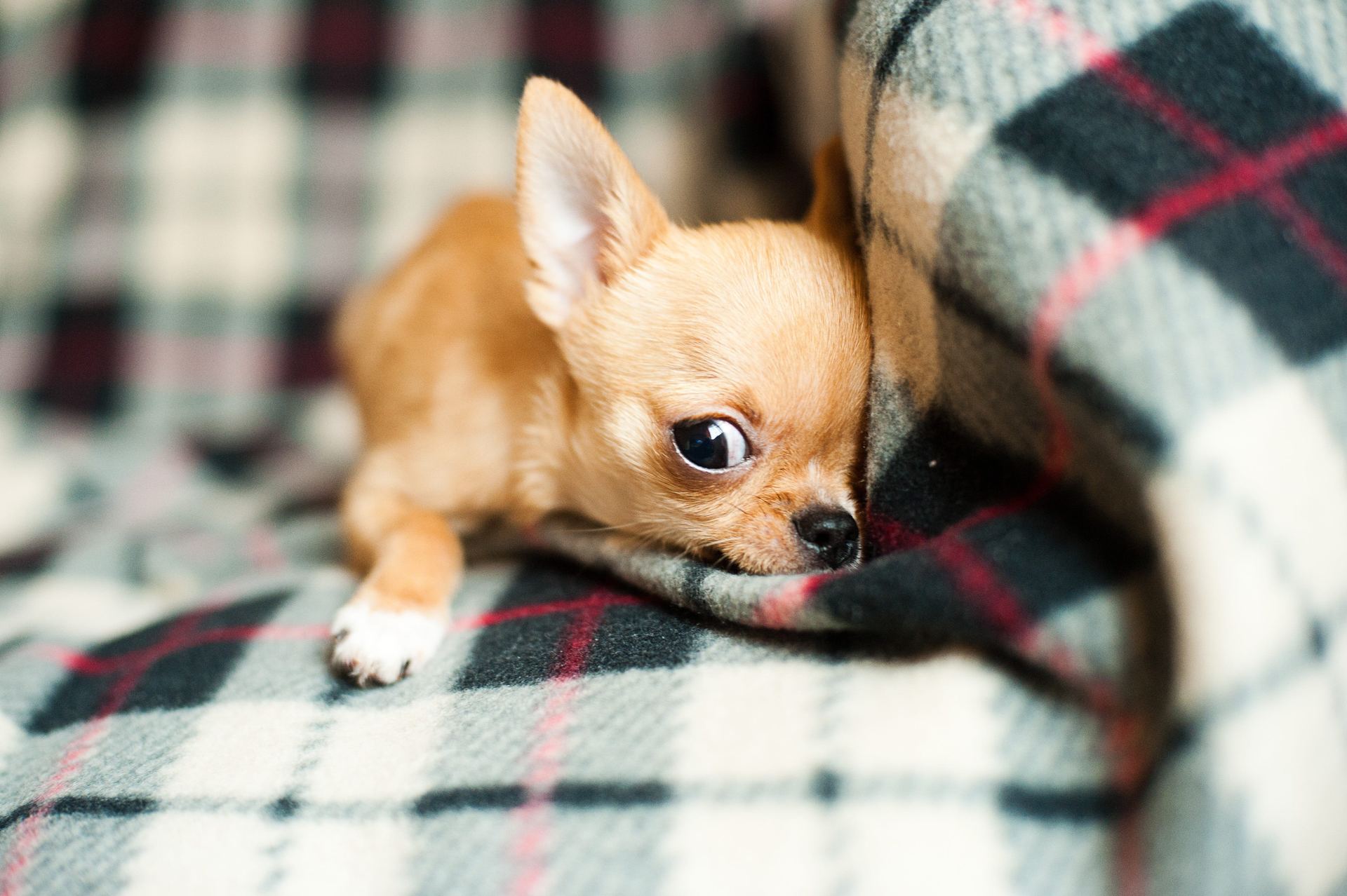 Chihuahua Puppy