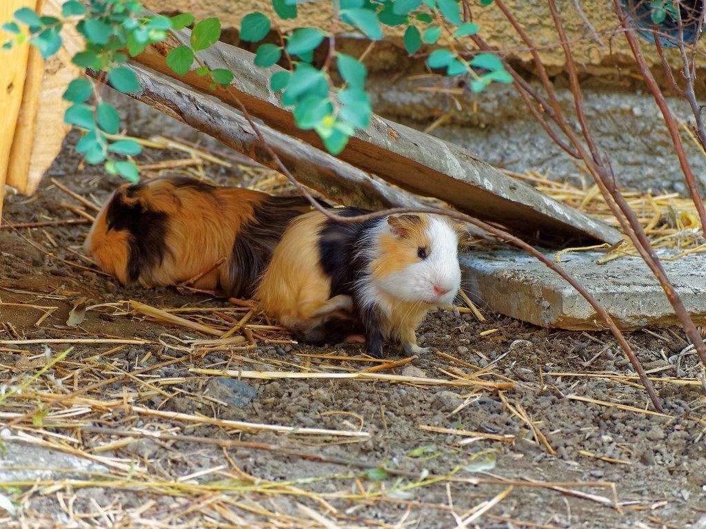 Guinea Pig Babies for sale in Beed