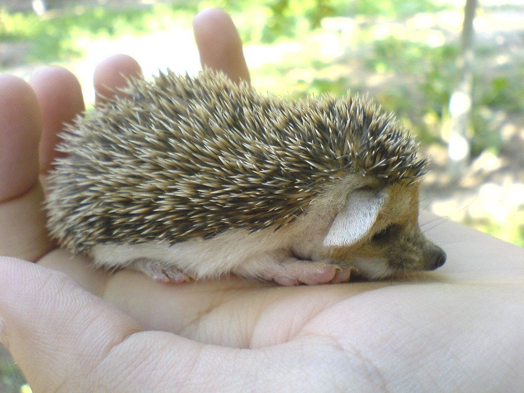 Hedgehogs | Babies & Adults for sale in Beed