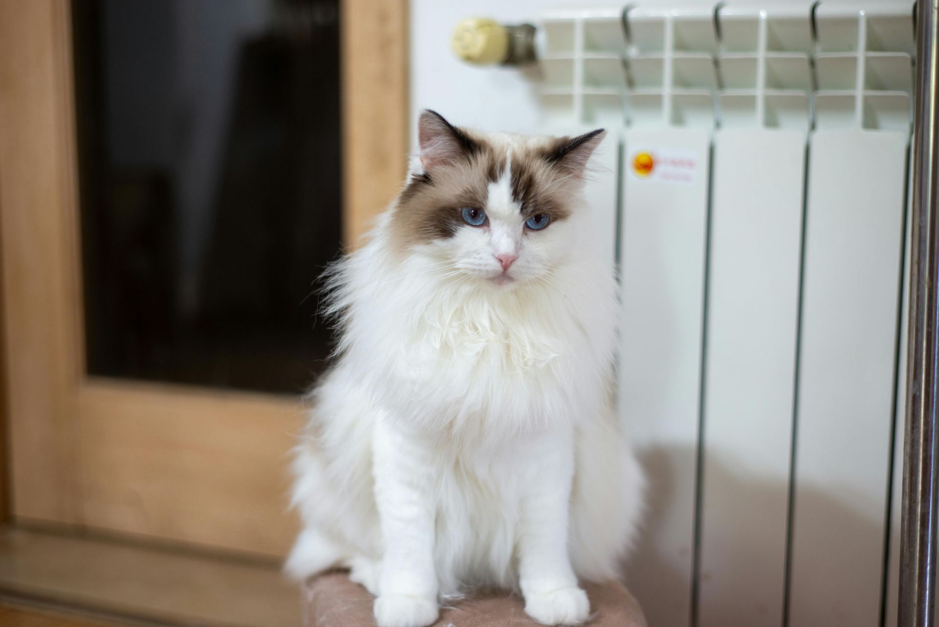 Healthy Ragdoll Kitten Ragdoll Kitten available in Mohali - Bhopal Pets Online - Ragdoll Kitten
