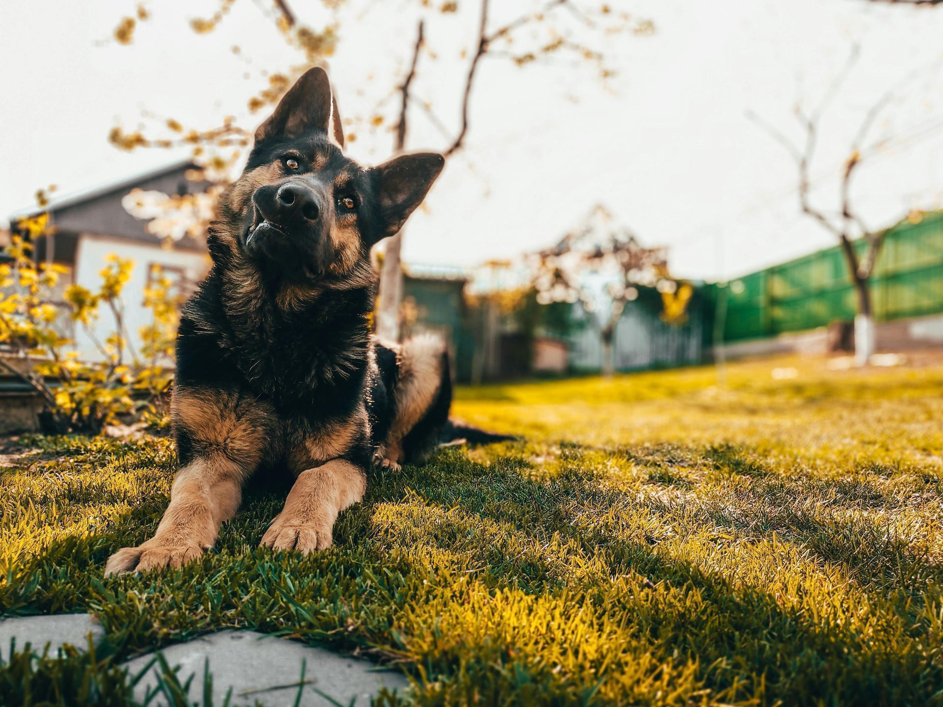 Healthy German Shepherd Puppy German Shepherd | Black & Tan available in Mohali - Bhopal Pets Online - German Shepherd Puppy