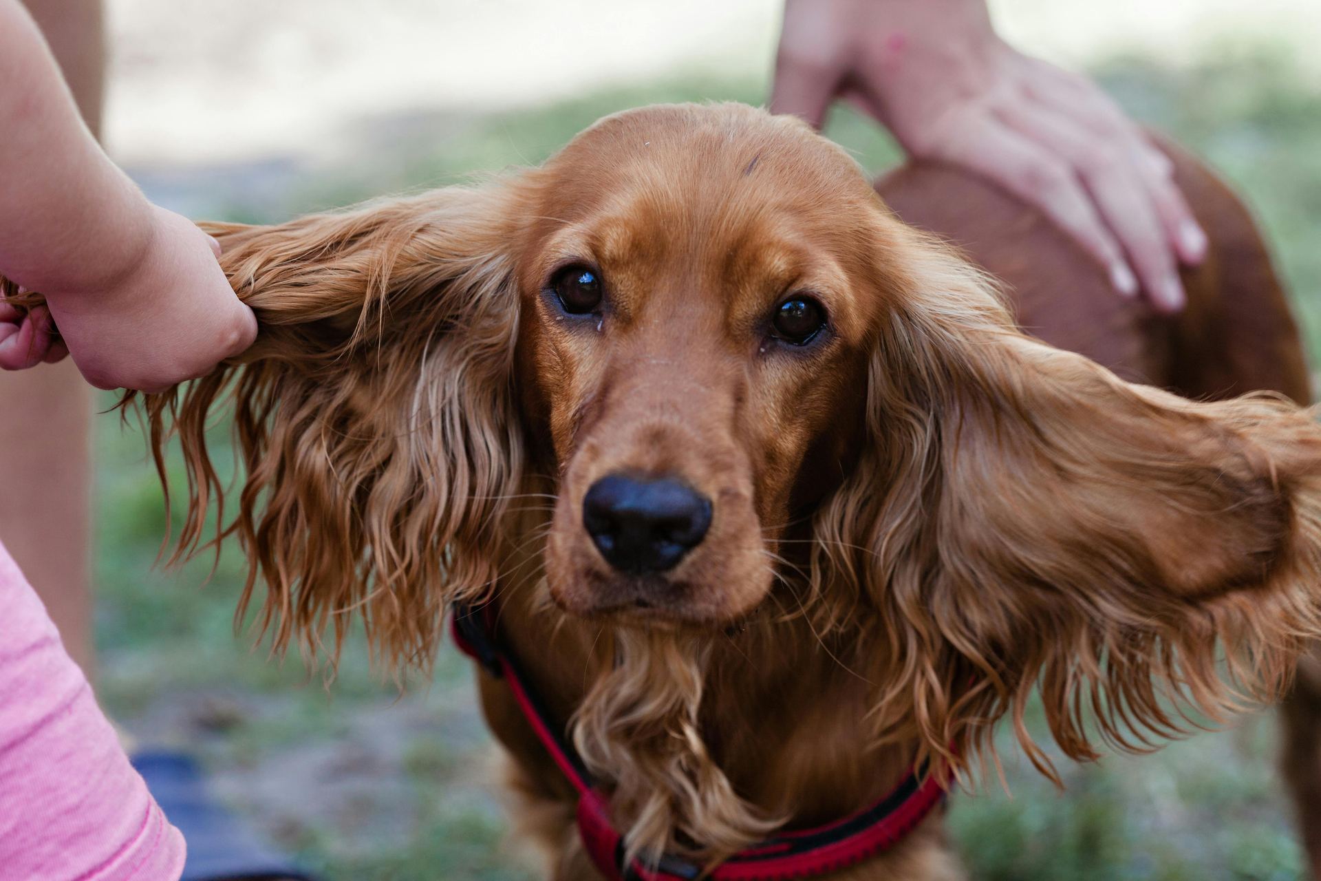 Cocker Spaniel Puppy | Chocolate Brown Color available in Panch Mahals