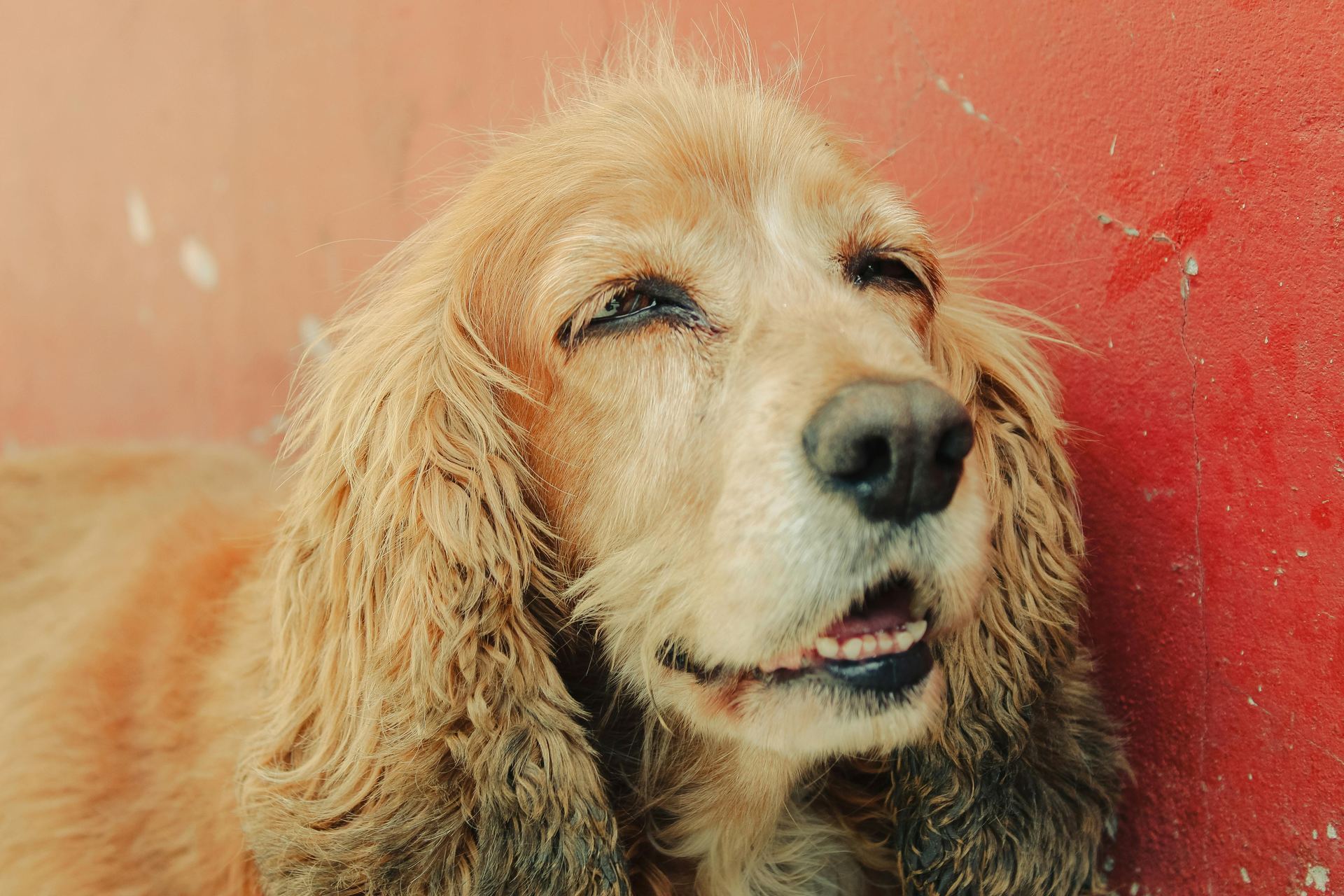 Cocker Spaniel Puppy | Brown Color available in Panch Mahals