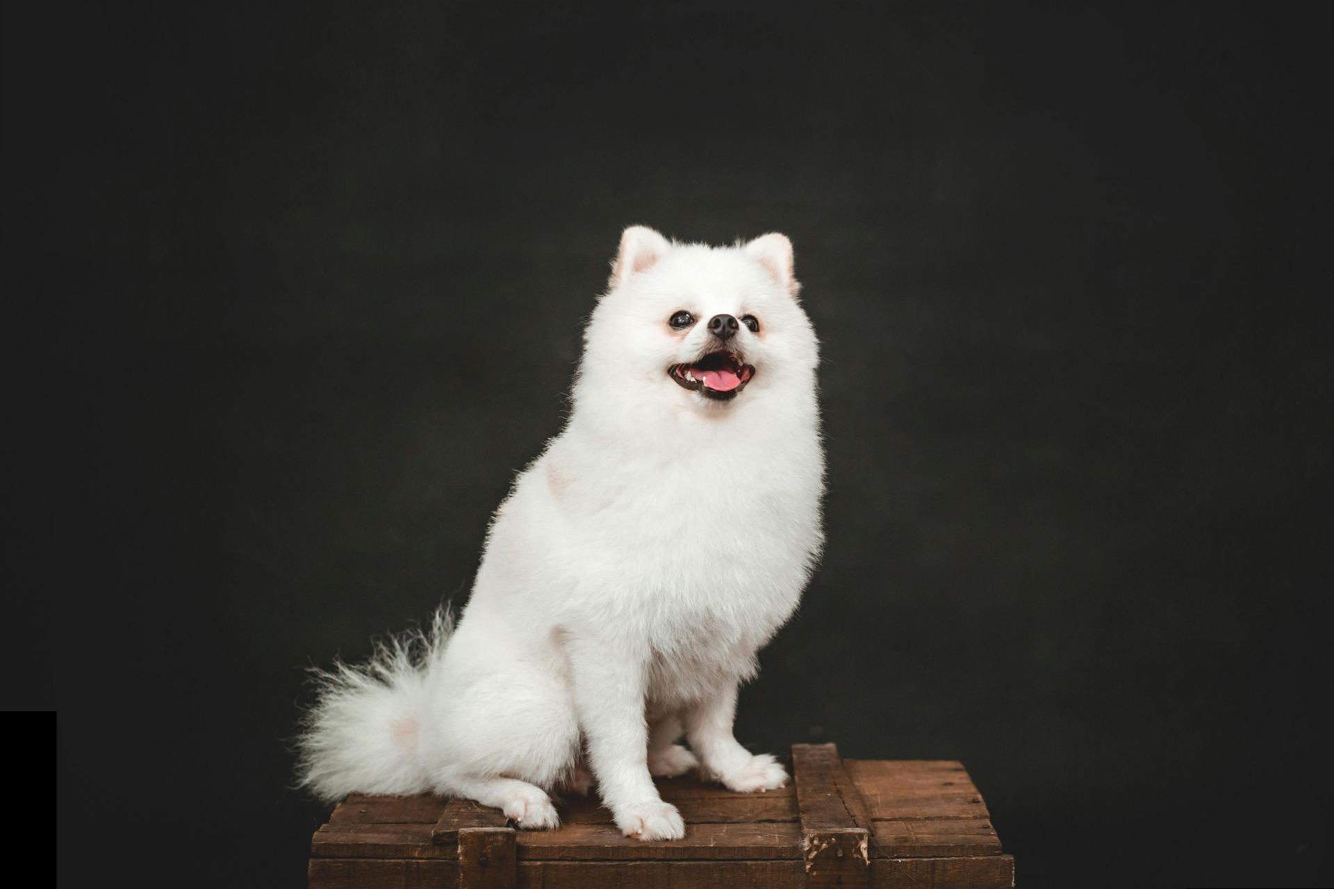 Culture Pom Puppy | White Color