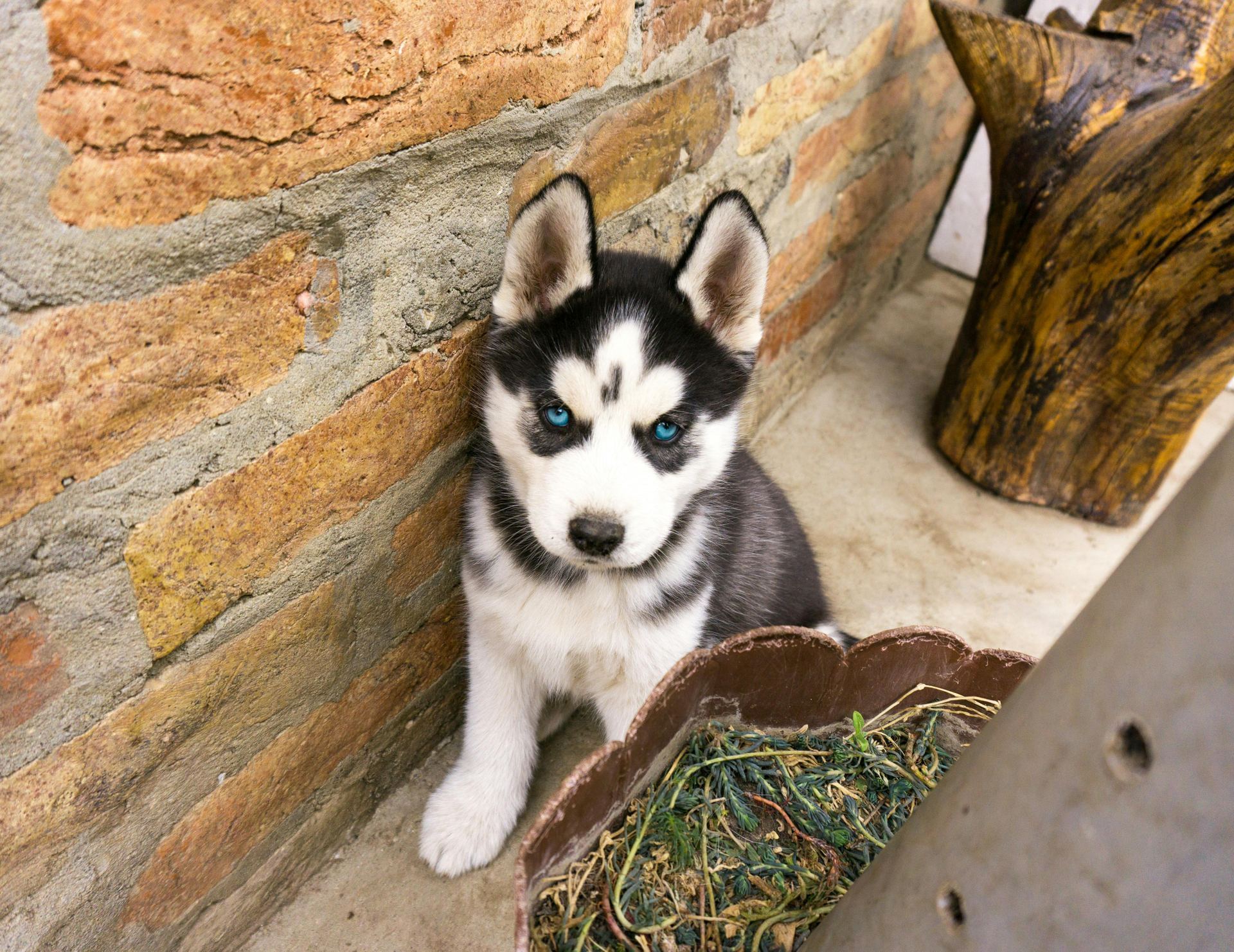 Healthy Siberian Husky Puppy | Black & White Color Siberian Husky Puppy | Black & White Color available in Mohali - Bhopal Pets Online - Siberian Husky Puppy | Black & White Color