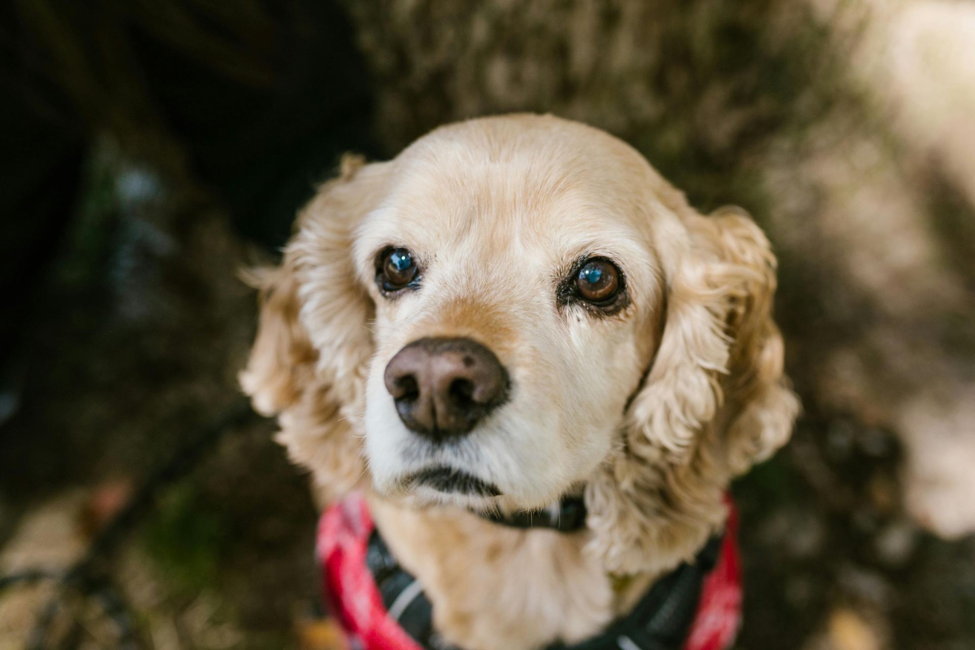 Cocker Spaniel Puppy | Golden Color available in Panch Mahals