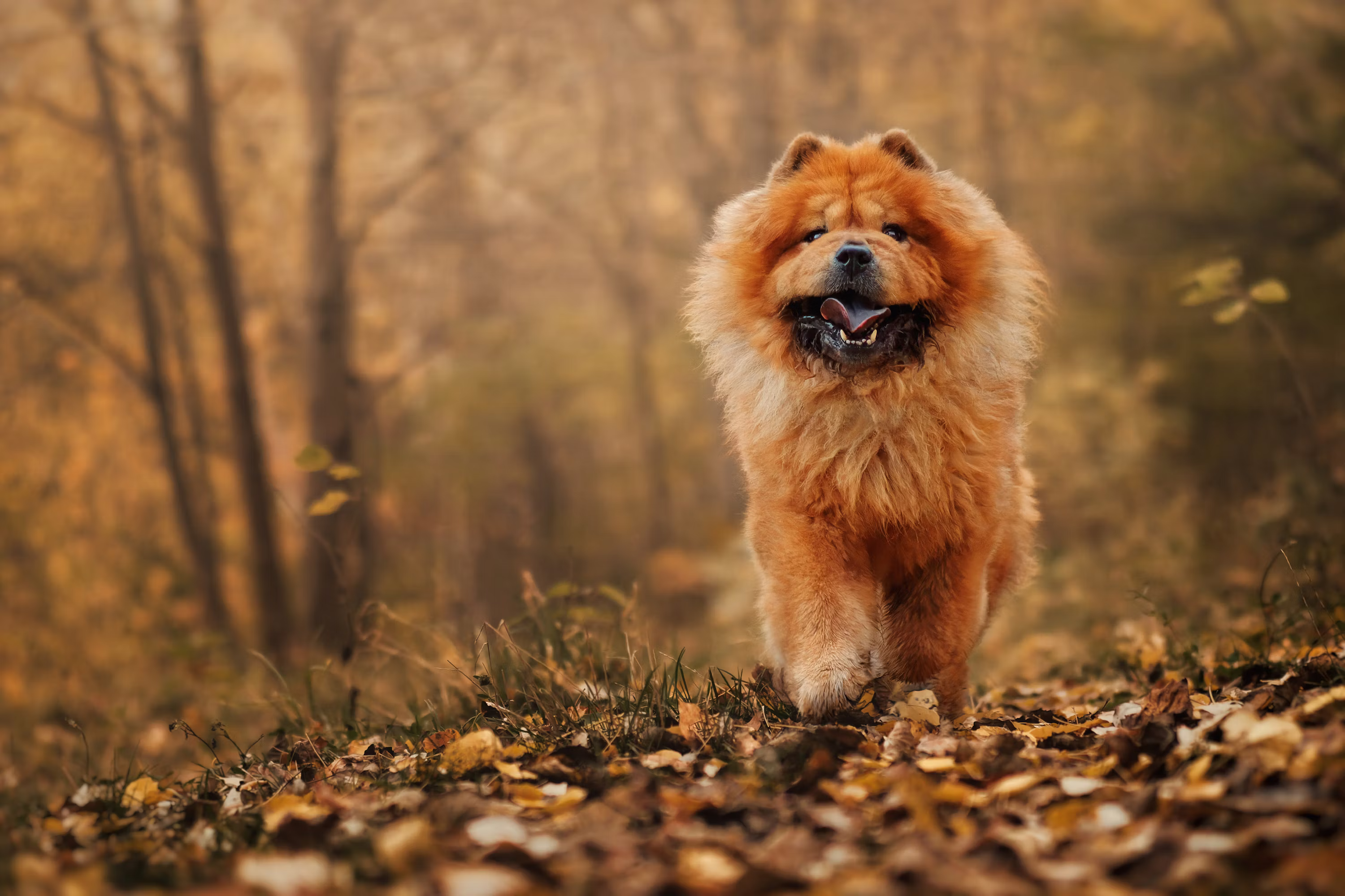 Chow Chow Puppy |  Fawn Color available in Panch Mahals