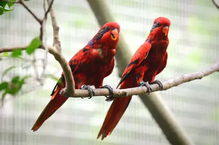 Red Lorikeet