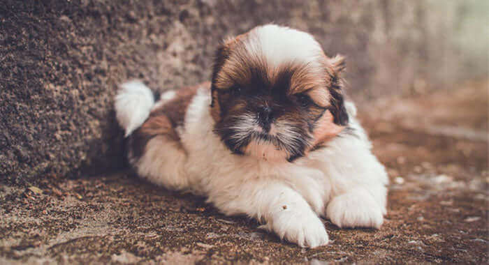 Shih Tzu Puppy | Brown & White