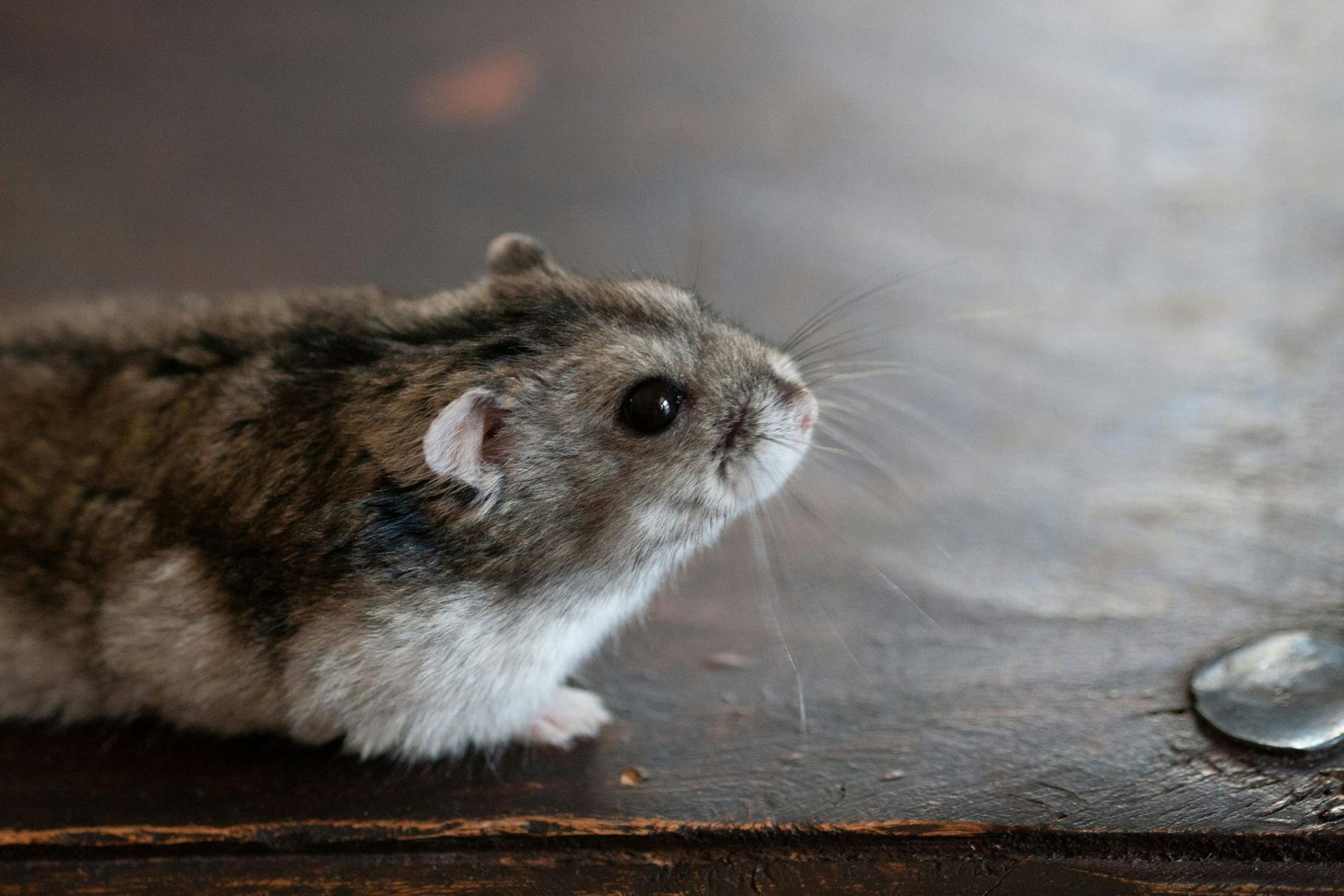 Syrian Hamster Babies for sale in Beed