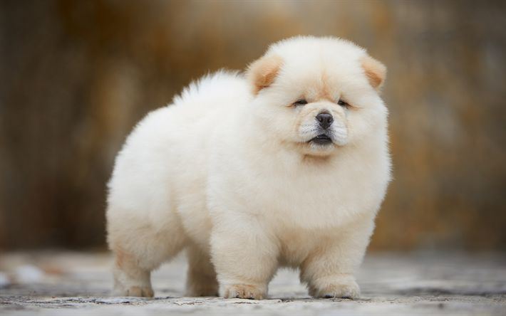 Chow Chow Puppy | White Color for sale in Tapi