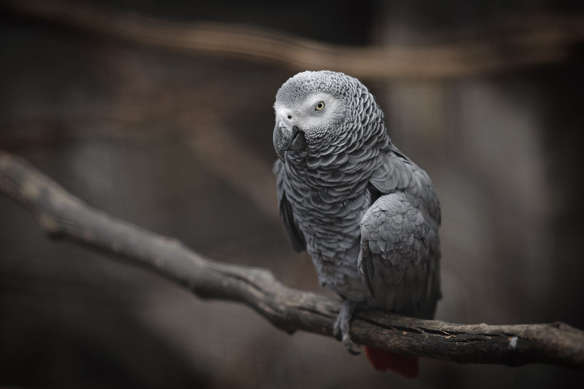 African Grey Parrot for sale in Tapi