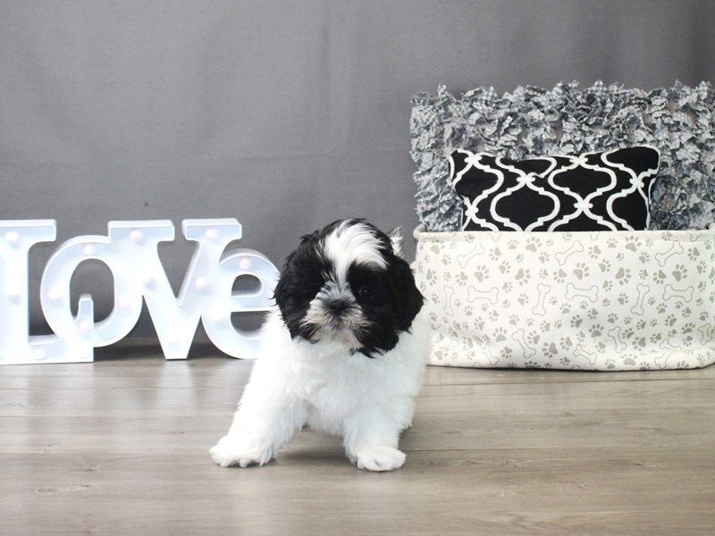 Shih Tzu | Black & White Color for sale in Tapi