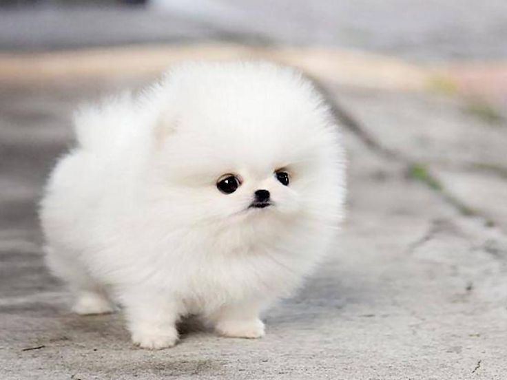 Orignal Toy Pom Puppy | Teacup Pom available in Tapi