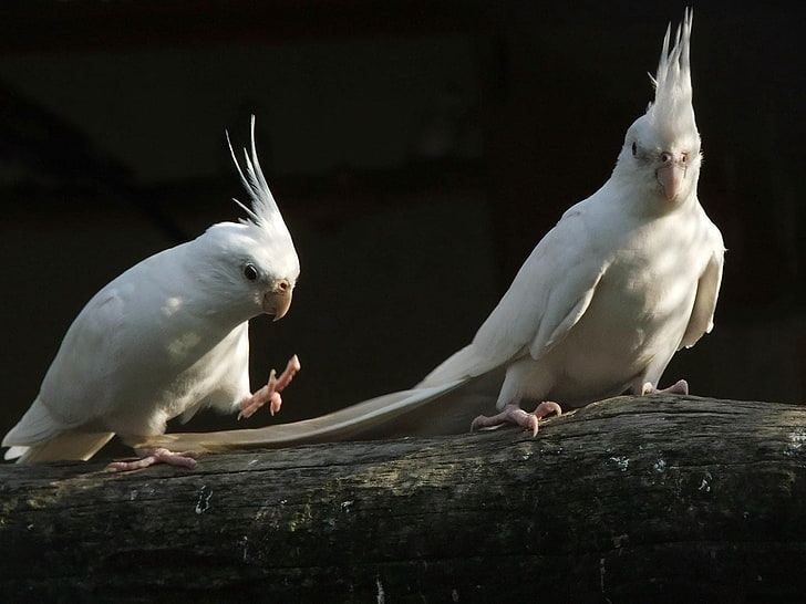 Cockatiel | Albino for sale in Junagadh