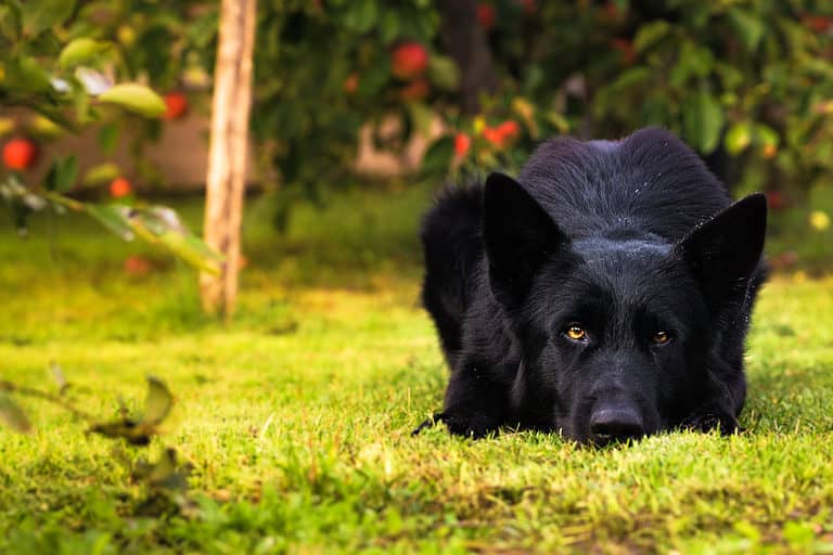 German Shepherd Puppy | Z Black for sale in Dangs