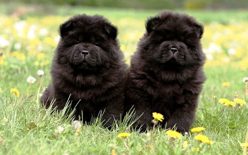 Chow Chow Puppy | Black Color for sale in Tapi