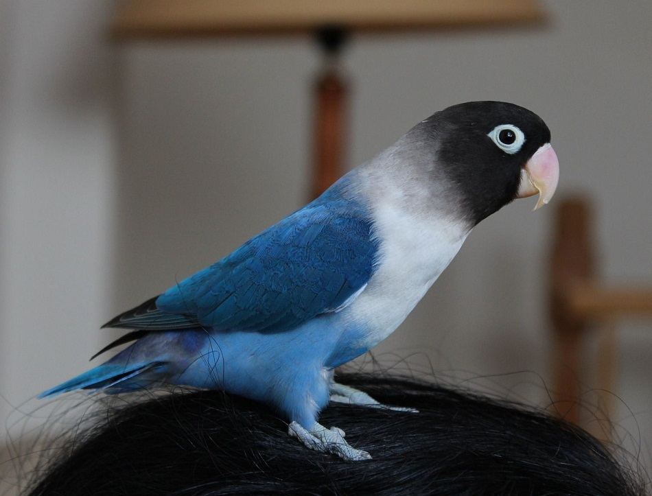 African Love Birds | Cobalt Blue for sale in Junagadh