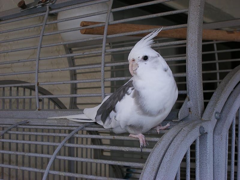 Cockatiel | White Face for sale in Nanded