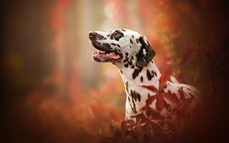 Dalmatian Puppy | Brown Dots puppy in Tapi