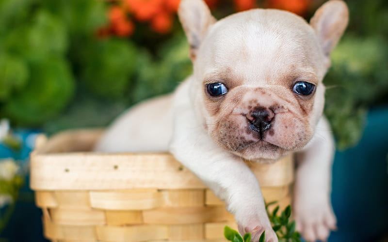 French Bulldog Puppy | White for sale in Devbhumi Dwarka