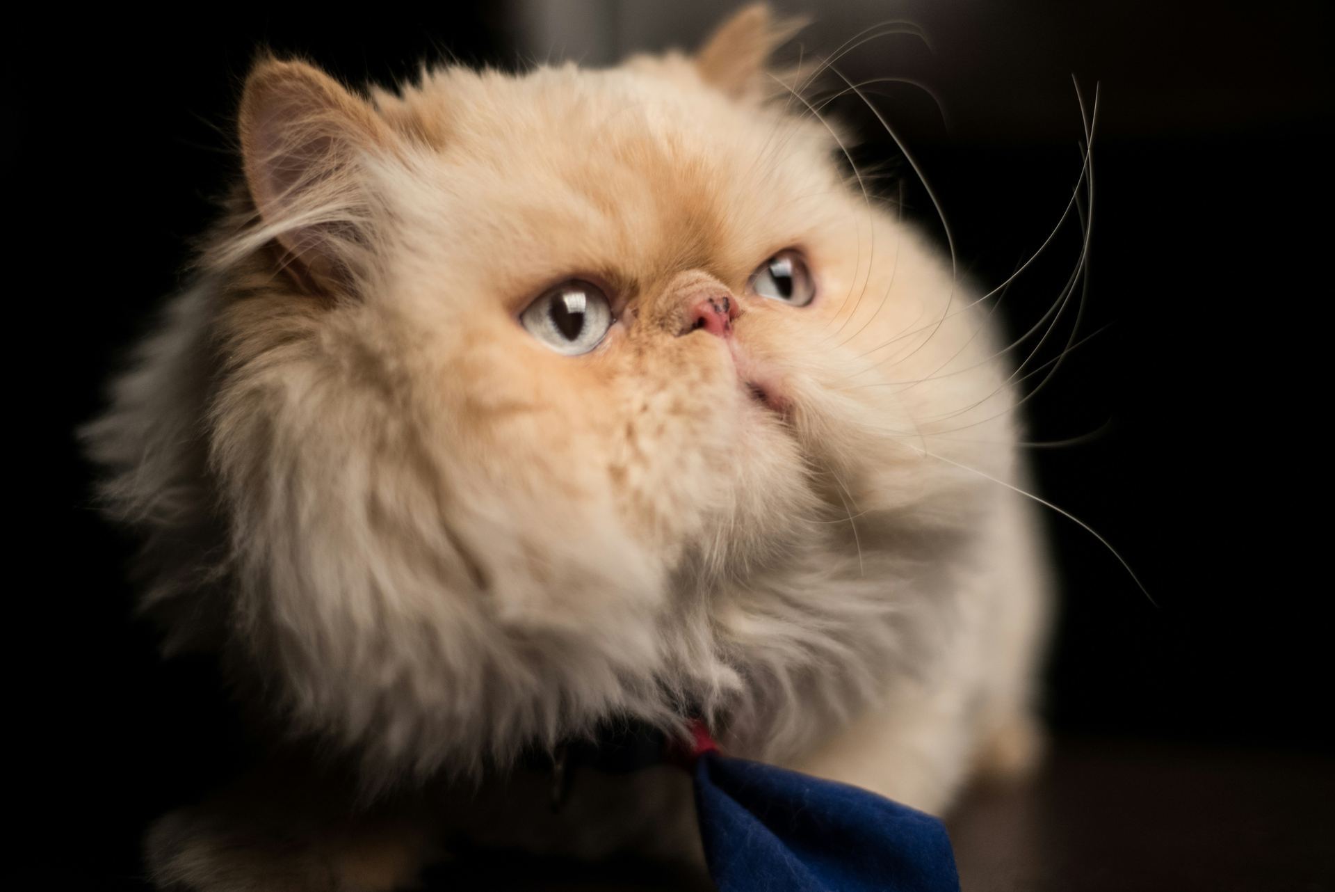 Persian Kitten (Punch Face) for sale in Tapi