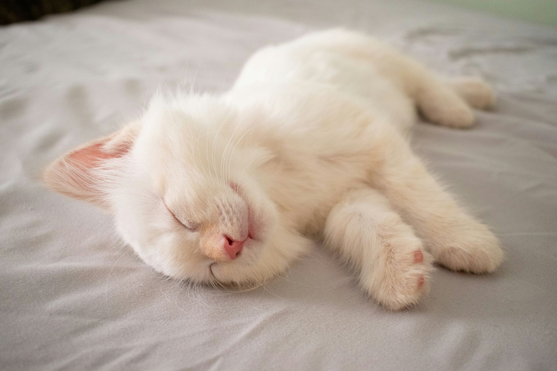 Ragdoll Kittens kitten available in Dangs