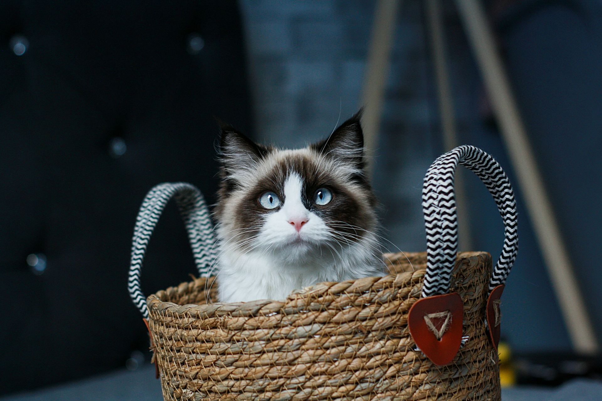 Ragdoll Kittens cat in Dangs