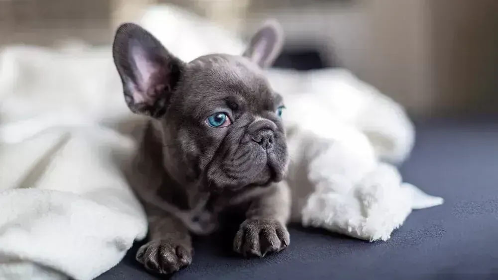 French Bulldog Puppy | Blue for sale in Dangs