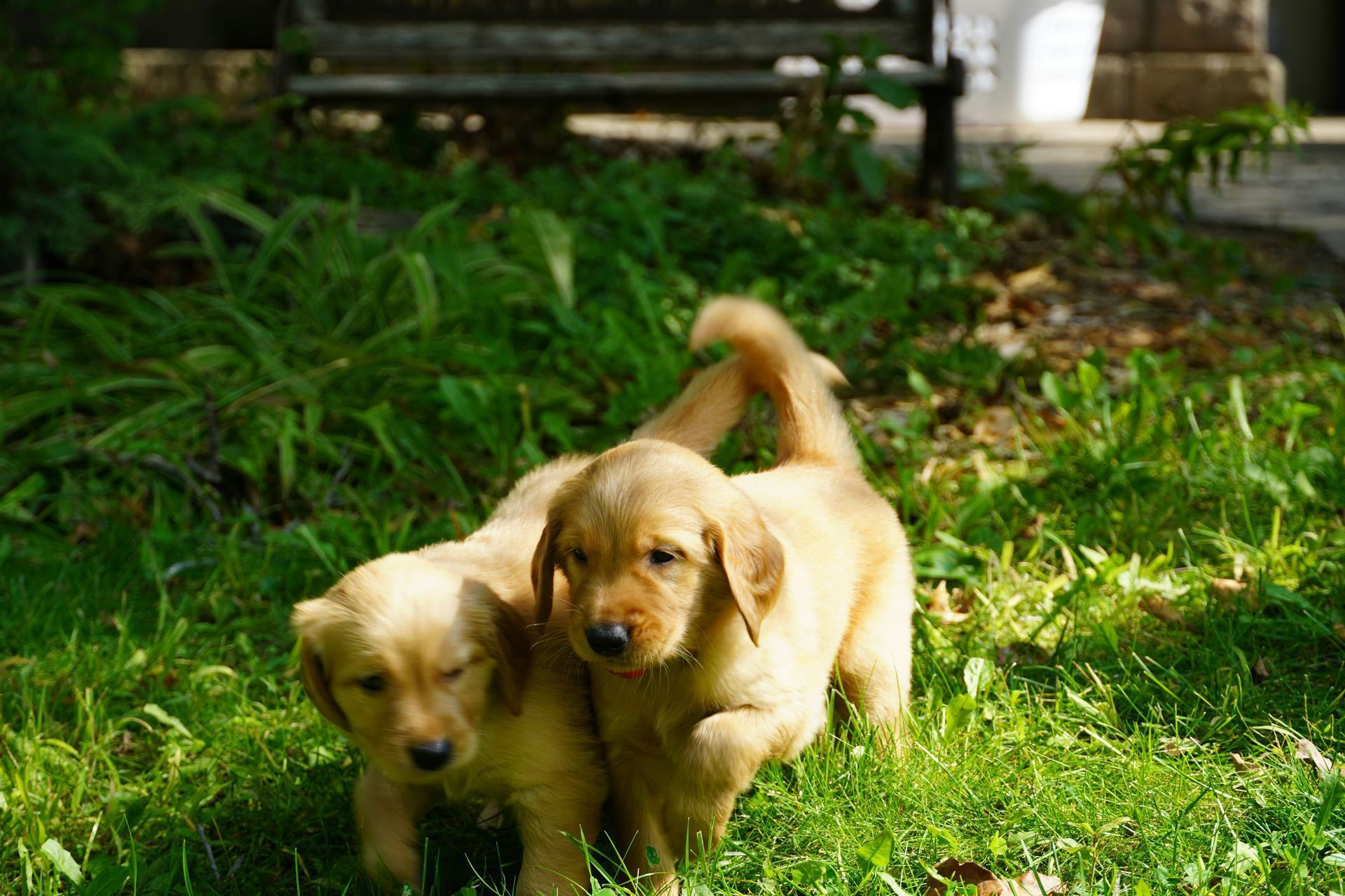 Golden Retriever puppy in Tapi