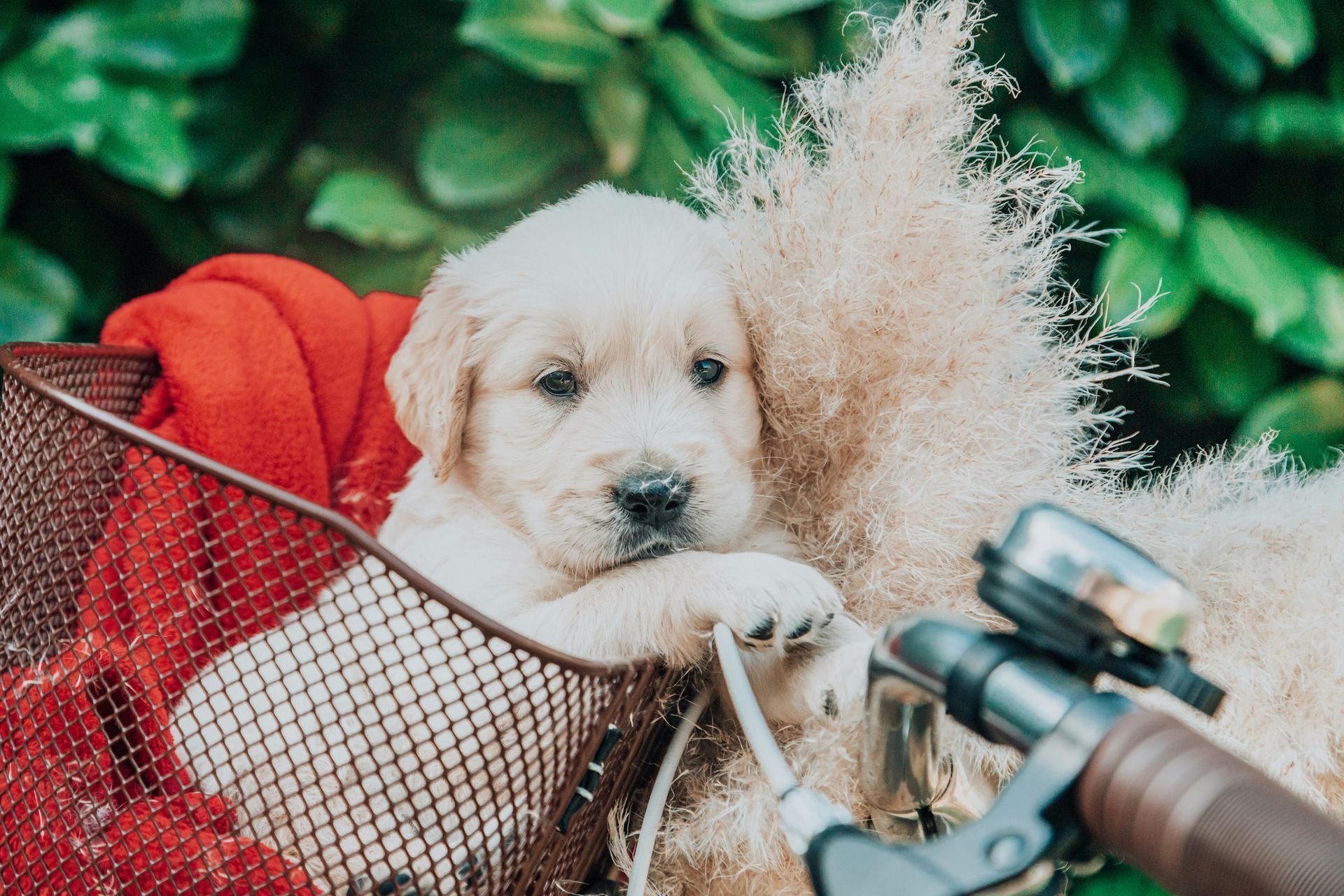 Golden Retriever available in Tapi