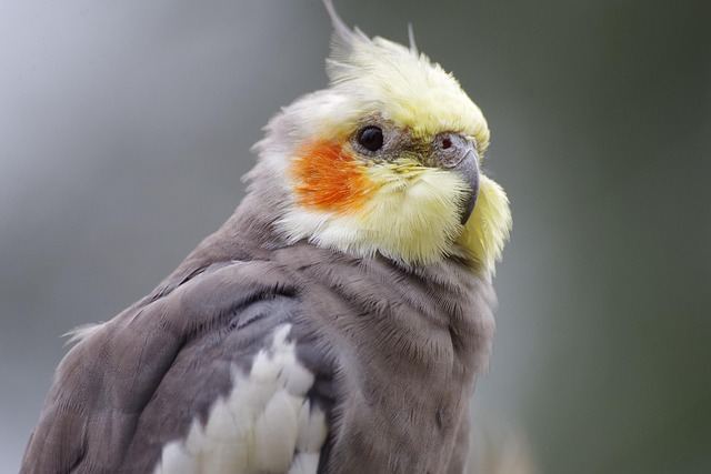 Cockatiel | Grey for sale in Tapi