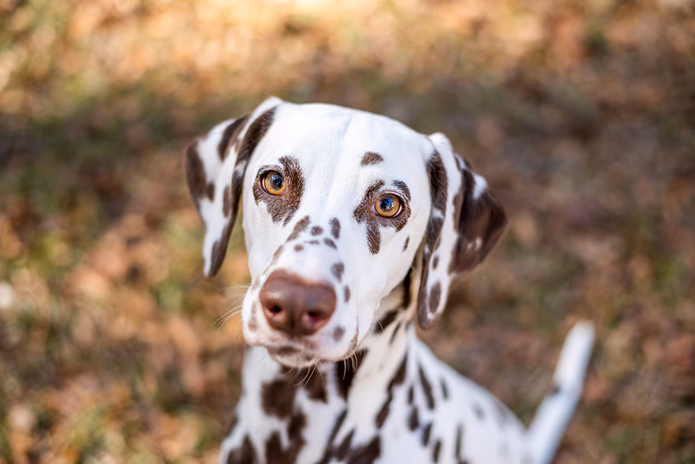 Dalmatian Puppy | Brown Dots for sale in Tapi
