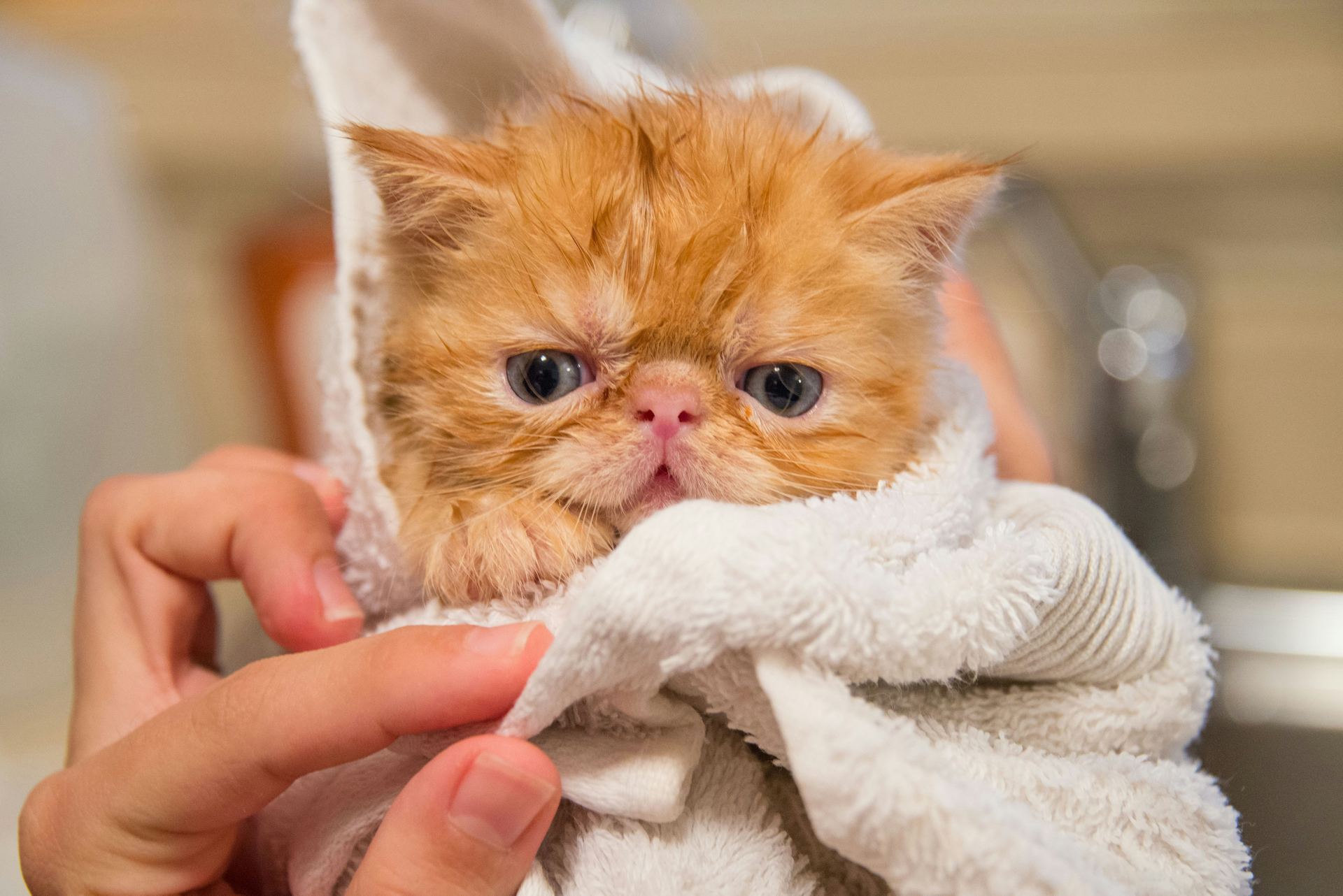 Persian Kitten (Punch Face) cat in Tapi
