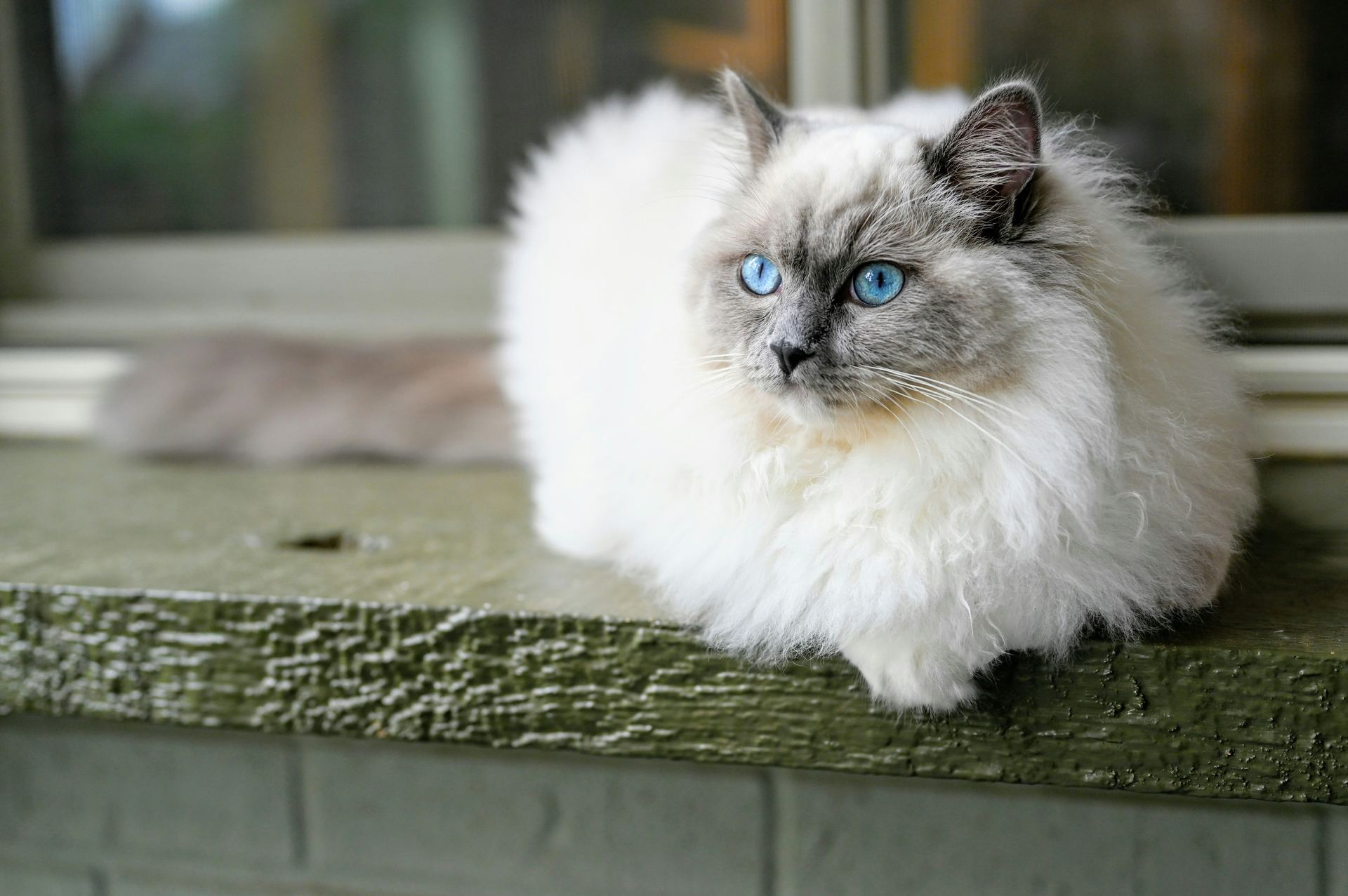 Ragdoll Kittens for sale in Dangs