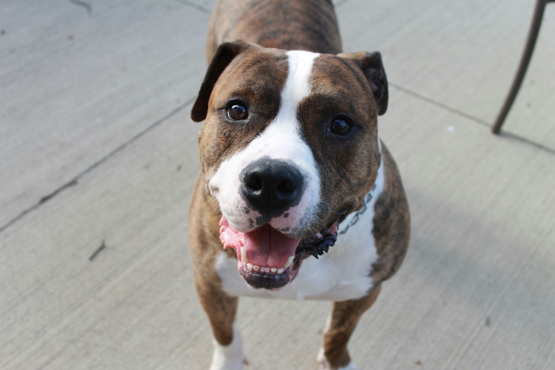 American Bull Dog | Pocket Size puppy in Junagadh