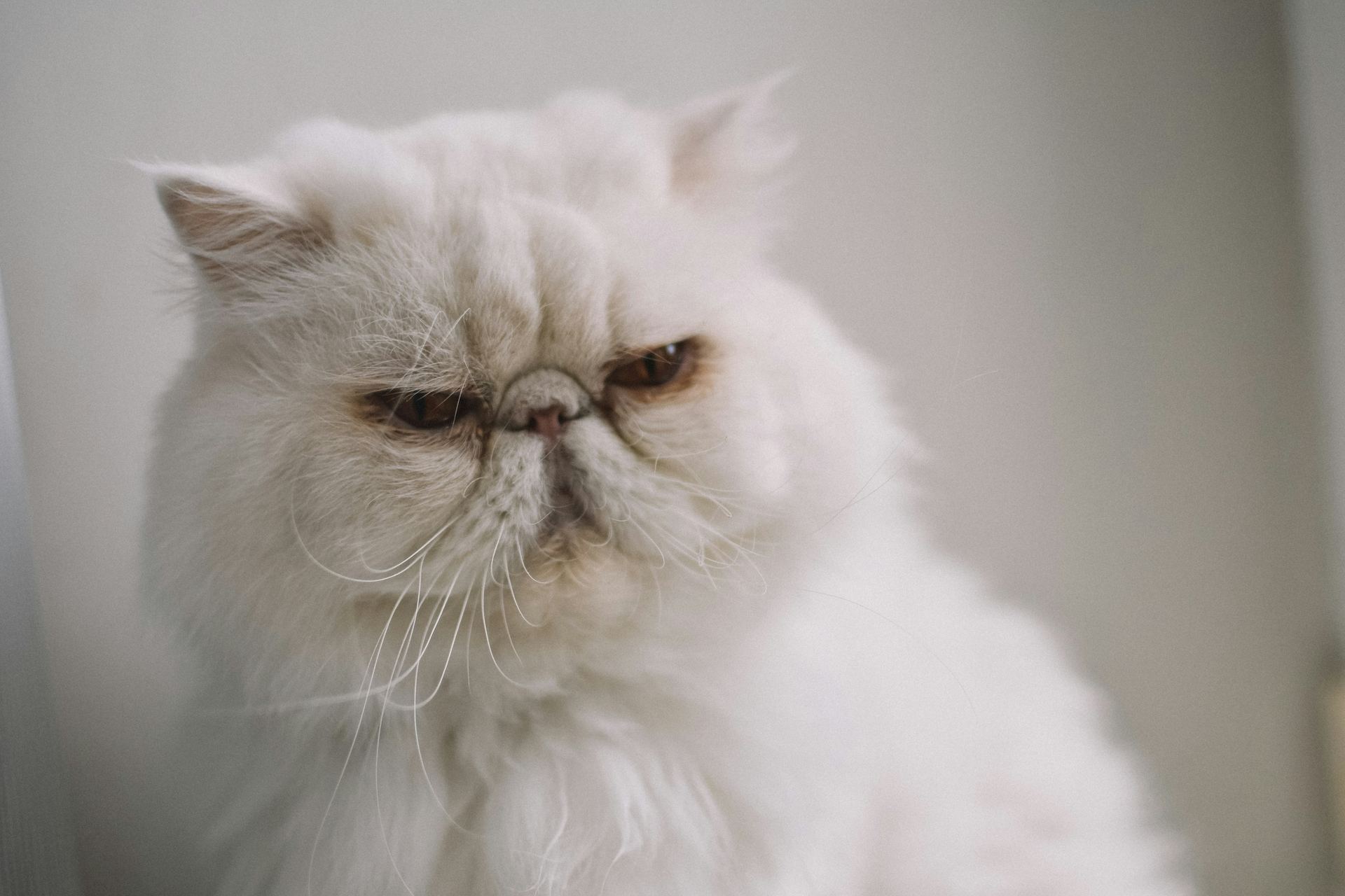 Buy Persian Kitten (Punch Face) in Tapi