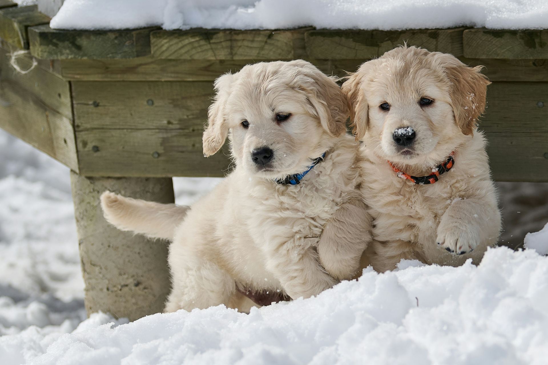 Golden Retriever dog in Tapi