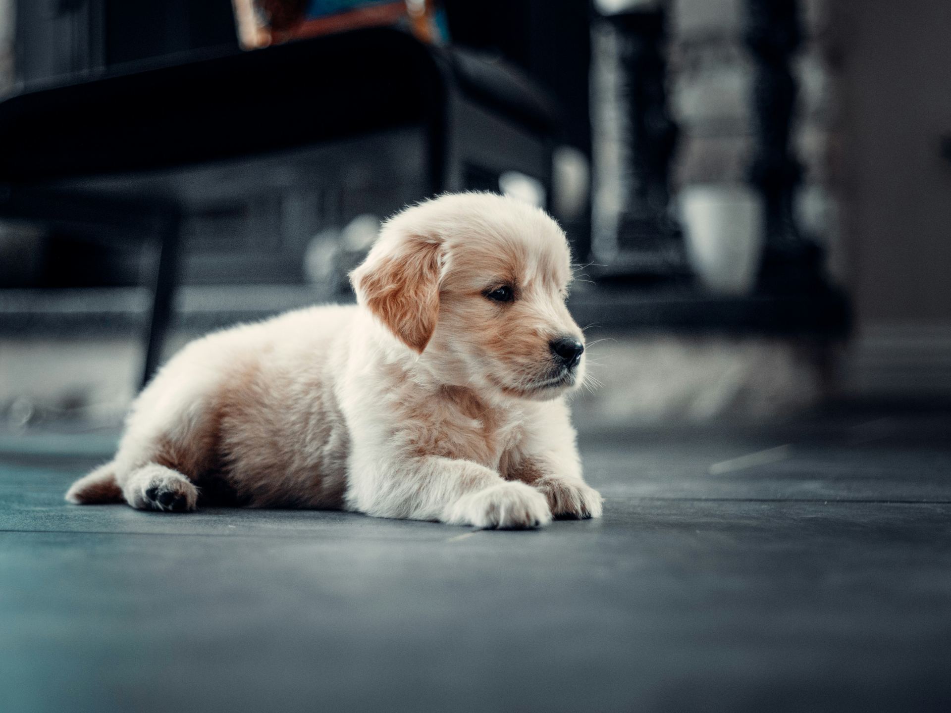 Golden Retriever for sale in Tapi